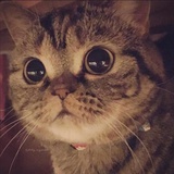 龙猫