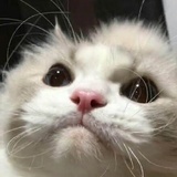丰之雪