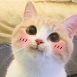 青怯的李大脑袋