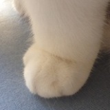 青皮。