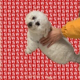 颜丸丸丸丸子