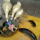 女树精2012