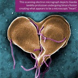 大王喊我取名字