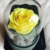 Dear_Sika