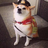 小祭不会安静