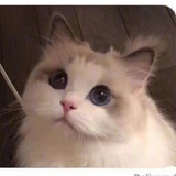 foxnancy