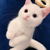 林