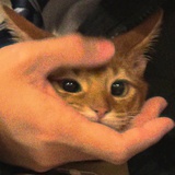 吃饺子不吃皮