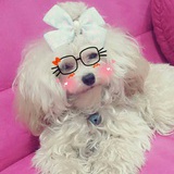 喂喂一只猪
