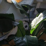 一对叹息