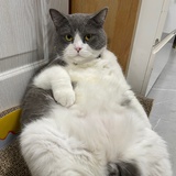 发财是只猪