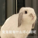 兔田儿