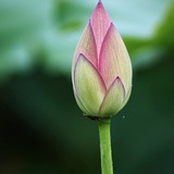 玉泉