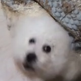 鱼