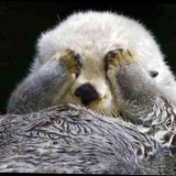 Sweety