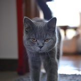 莞