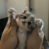 烦死了
