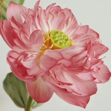夏陌