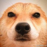 看你不腻-woo