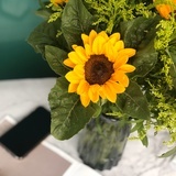 森林中的桑树33