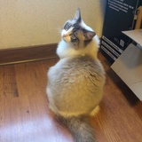 Melody