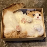 行安之