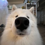 大鼻头
