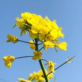 黄小邪