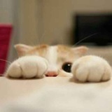 小肥鱼