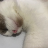 meleemelee