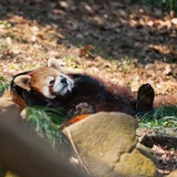 不加红豆的抹茶