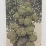 杨开明