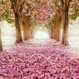 新春露芽