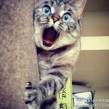 佳玲