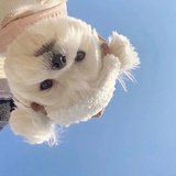 根正苗红的贫农