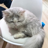 紫砂