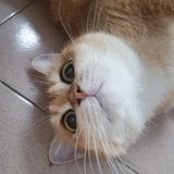 两生