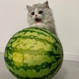 假把式司令