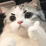 喵了个咪