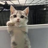 羊猫