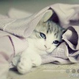 球形猫爷