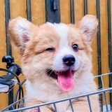 冬季顶焦度计