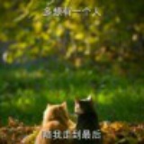 巅峰·々『宇枫』