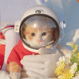 cattylsy