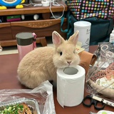 上不去车的momo