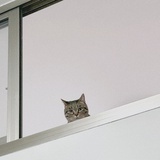 夜行猫
