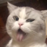 不会咬人的刺猬