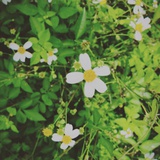 伟大的菜头