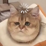 阿瓦达啃大菠萝