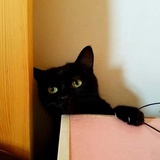 Catmint